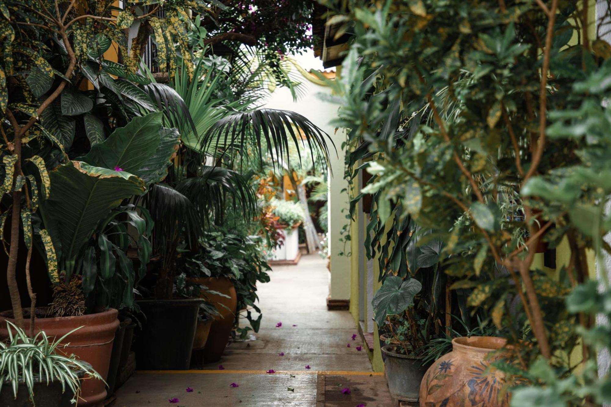 Hotel Las Golondrinas Oaxaca Dış mekan fotoğraf