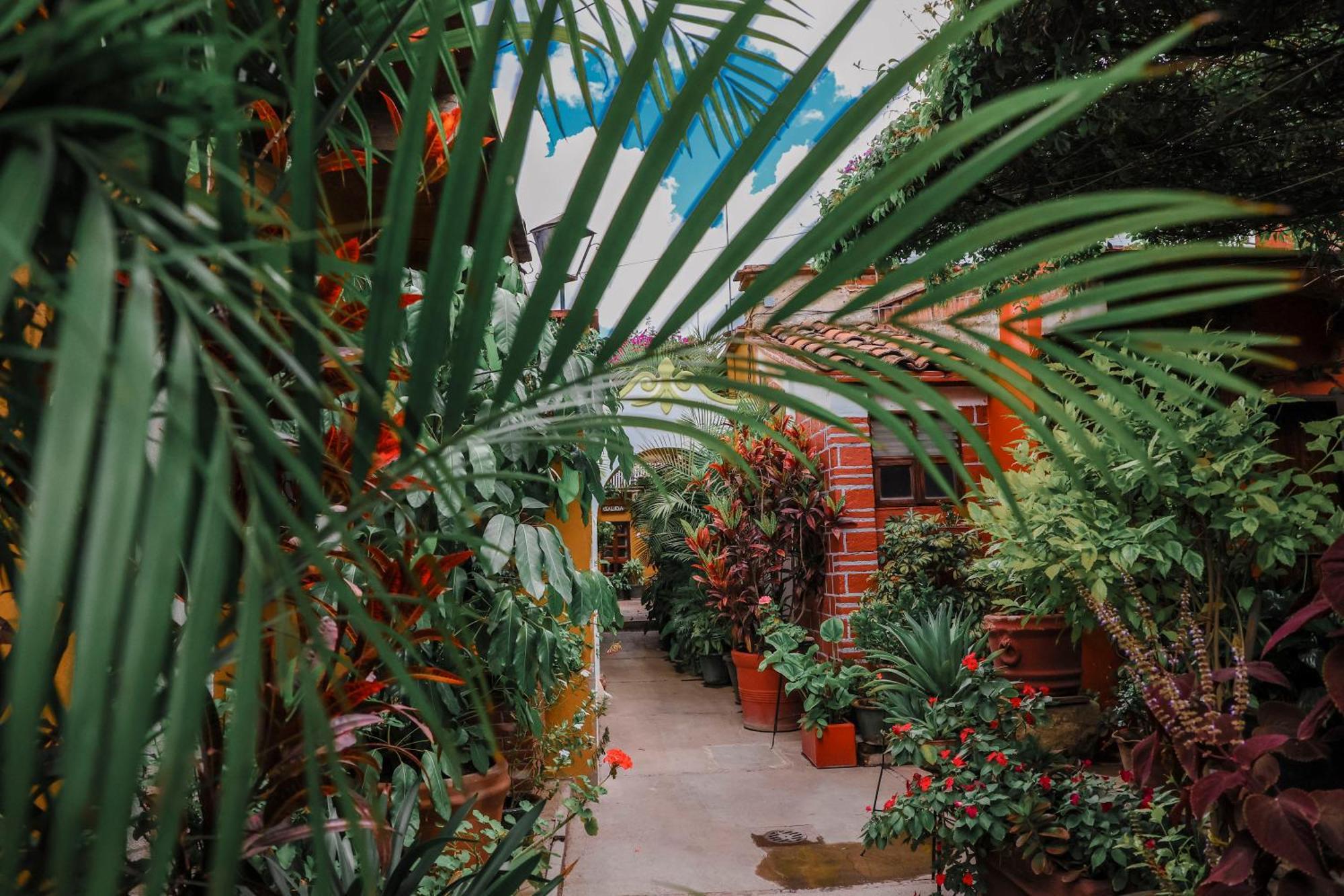 Hotel Las Golondrinas Oaxaca Dış mekan fotoğraf